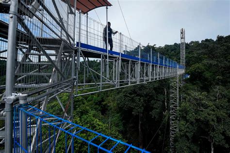 Forest Skywalk provides panoramic view of city