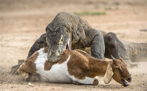 Attack Of A Komodo Dragon. The Komodo Dragon ( Varanus Komodoensis ...