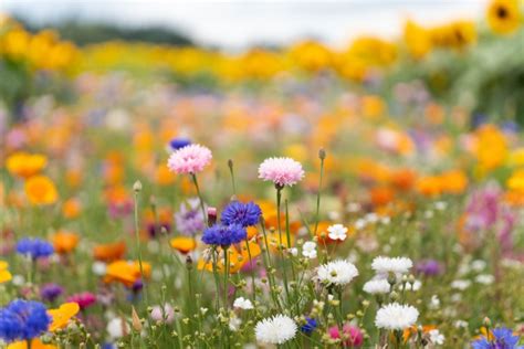 Transform Your Landscape: Expert Tips for Planting a Wildflower Meadow ...