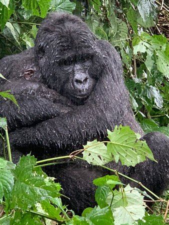 Bwindi Impenetrable National Park (Kabale) - 2020 All You Need to Know ...