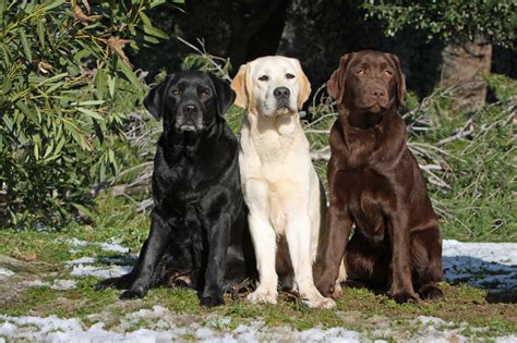 Labrador Retriever: carattere, prezzo, colori - zooplus Magazine