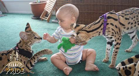 African Servals as Pets - Hilltop Pride