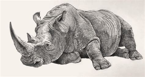 White rhinoceros lying. Pencil drawing by Jean Brunette. | Rhino art ...