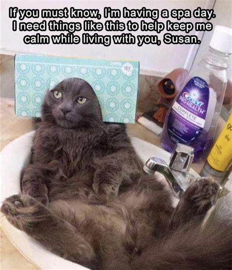 30 Funny Cat Memes That'll Leave You Smiling The Entire Day ...