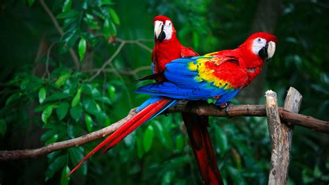 Exotic species in the Amazon rainforest – birds - CGTN