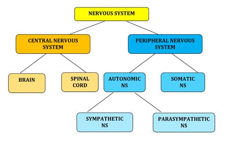 3.3. Parts of the Nervous System – Introduction to Psychology (A ...