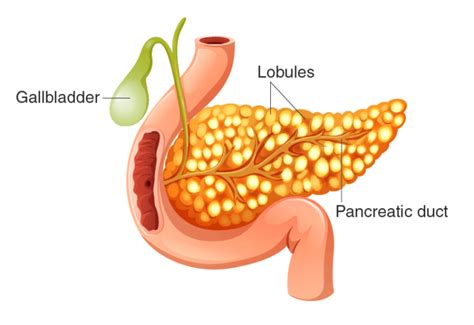 Pancreas Function - Structure, Location, Exocrine and Endocrine Functions