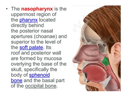 SOLUTION: Pterygopalatine Fossa and Ganglion: Anatomy and Function ...