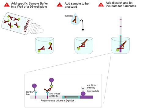 Mouse Antibody Isotype Detection - overview Milenia Biotec