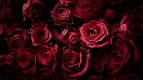 Red Roses Dark background Rose flowers #4K #4K #wallpaper #hdwallpaper ...