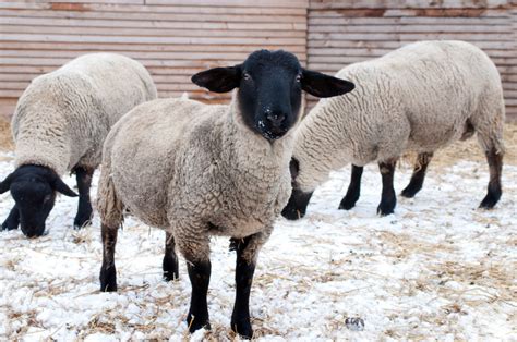 Try Suffolk Sheep for Meat and Wool on the Farm - Countryside