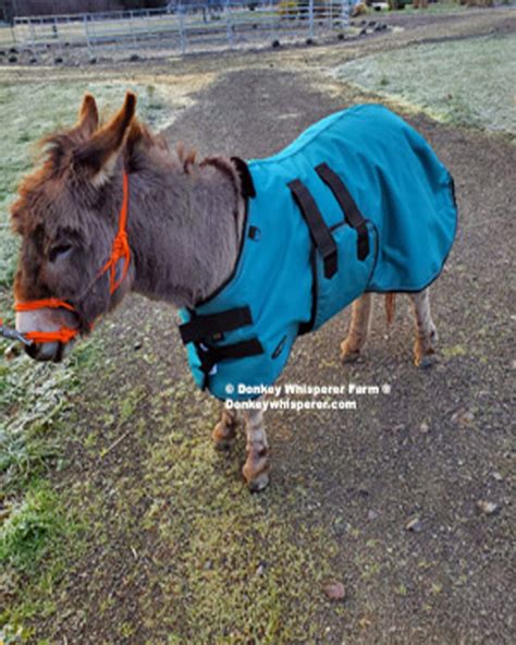 Miniature Donkey Blanket - Donkey Whisperer Farm