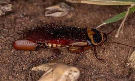 Australian Cockroach Pictures - AZ Animals