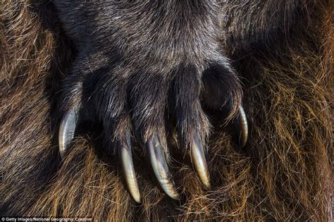 Close-up photos capture the world's most fearsome animals | Daily Mail ...