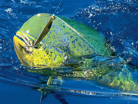 Mahi-Mahi Fish: Habitat, Diet, Life Cycle, and Facts - FishOnTips