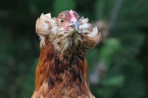 Araucana chicken tufts are not always uniform (1) | Best Farm Animals