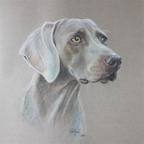 Portrait of a Weimaraner - Etsy