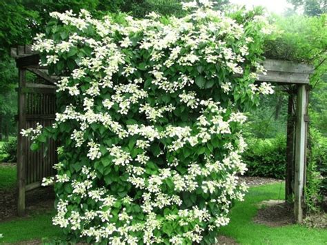 Climbing-hydrangea - Gardening Soul