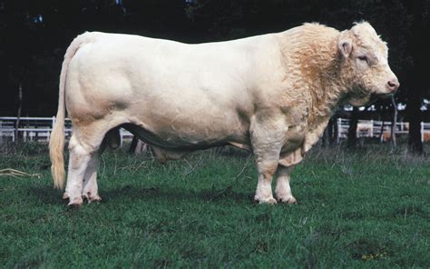 Charolais | Dual-Purpose, Beef Production & French Origin | Britannica