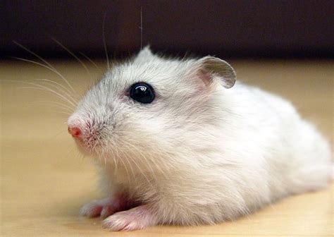 Russian Dwarf Hamster Facts & Care - Campbell Hamsters