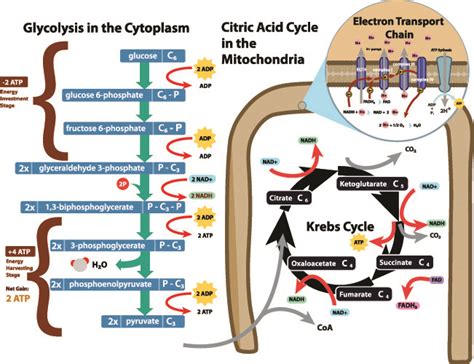 Acetyl-CoA - The Definitive Guide | Biology Dictionary