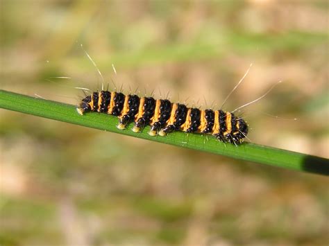 Top 14 Poisonous Caterpillars in the World - Animal Hype