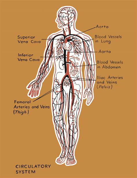 Circulatory System Organs and Their Functions - Bodytomy