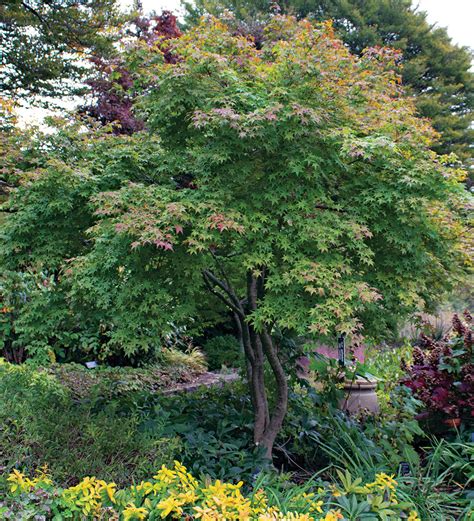 An Easy Approach to Pruning Japanese Maples - Fine Gardening