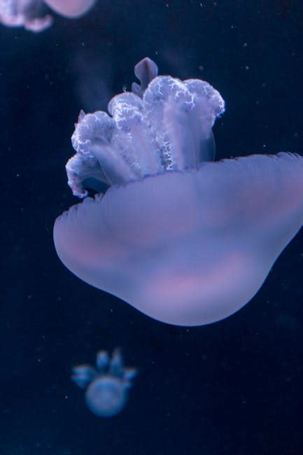 Purple Jellyfish · Free Stock Photo