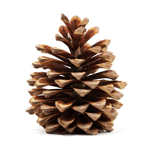 Pine cone 3D model | CGTrader