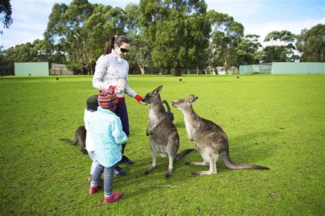 Tickets & Tours - Phillip Island Wildlife Park, Phillip Island - Viator