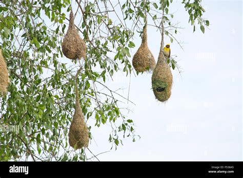 Weaver Bird Nest