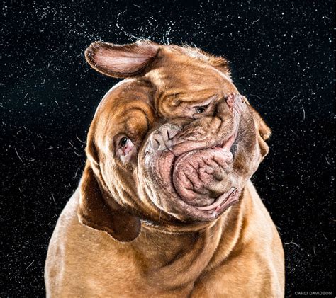 jowls flap and fur flies for shake dog photos by carli davidson