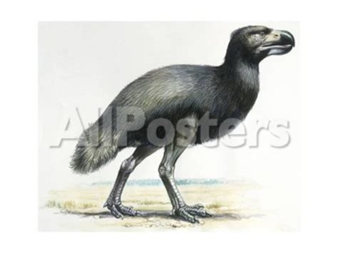 Prehistoric Birds, Cenozoic Era Giclee Print at AllPosters.com