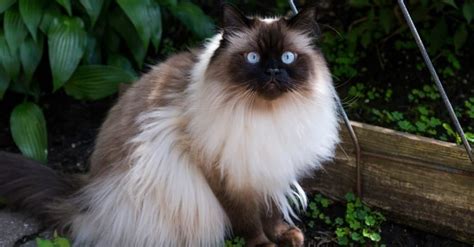 Himalayan Cat Colors: Rarest to Most Common - A-Z Animals