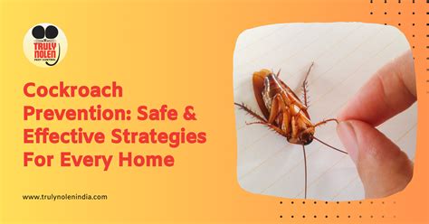 Cockroach Prevention: Safe And Effective Strategies For Every Home ...