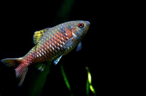 Odessa Barb 101: Care, Size, Breeding, And More!