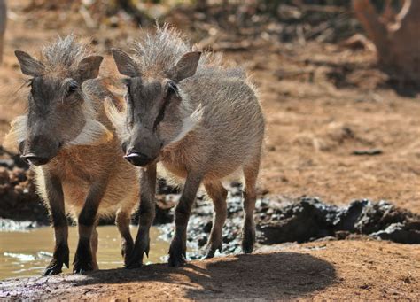 Warthog, Common - Fascinating Africa