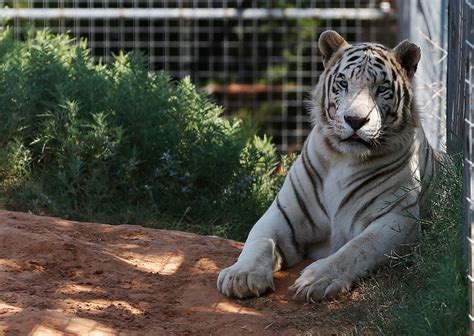 Feds seize 68 big cats from 'Tiger King Park' in Oklahoma Texas Tiger ...