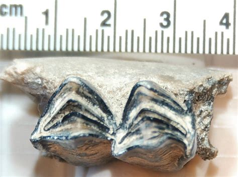 Camel Teeth ... Maybe? - Fossil ID - The Fossil Forum