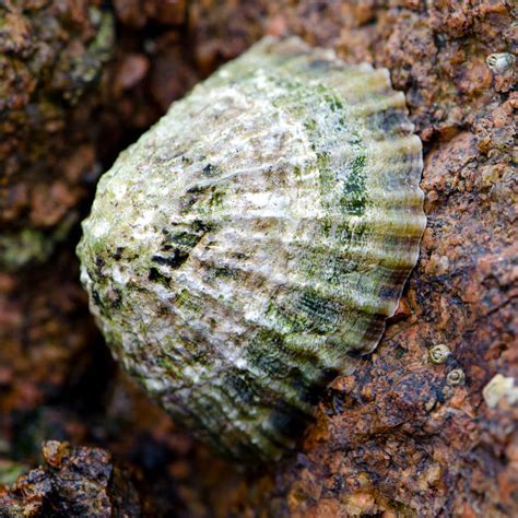 Limpet by creative-photo-uk on DeviantArt