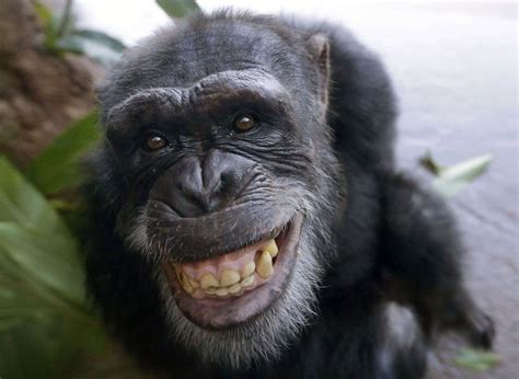 Chimpanzees recognize rear ends like people recognize faces - The ...