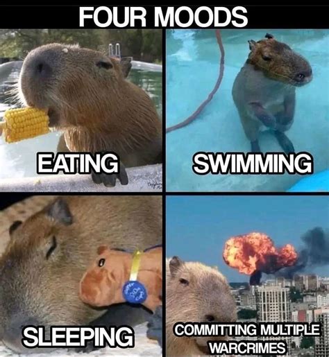 Capybara/caprinco - Meme subido por Fizfx :) Memedroid