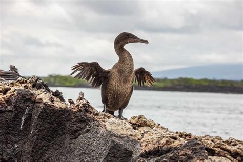 The Flightless Cormorant: A Galapagos Island Native