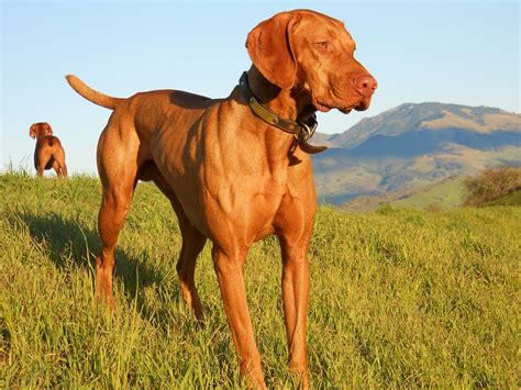 redbirddog - a hungarian pointer (vizsla) blog: Not A Gentle Vizsla Picture