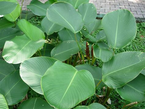 Calathea lutea (Cultivated) - efloraofindia