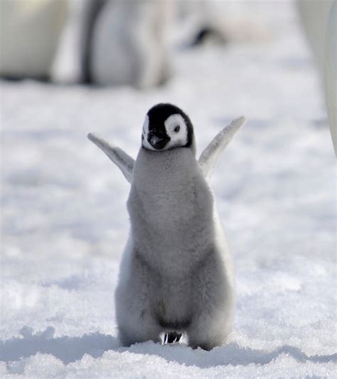 Penguins are super friendly with people. : r/aww