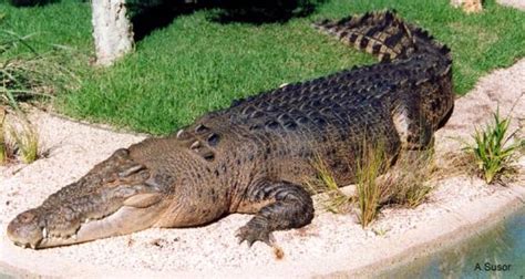 Crocodylus porosus | The Reptile Database