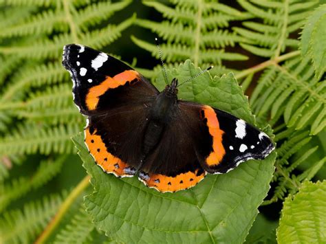 Red Admiral | Butterfly Conservation