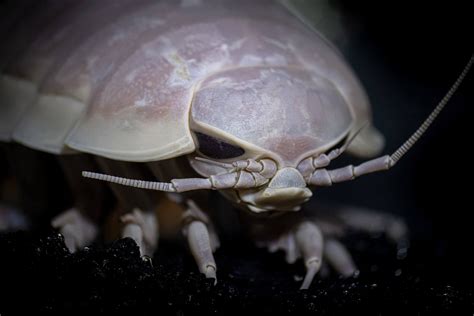 Giant isopod | Animals | Monterey Bay Aquarium